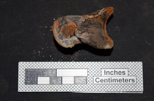 A Theropod Toe Bone