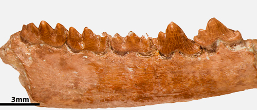 A Very Special Fossil