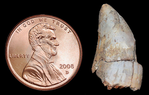 A Dromaeosaur Tooth is Discovered