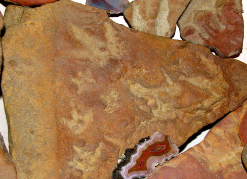 College Park Dinosaur Tracks
