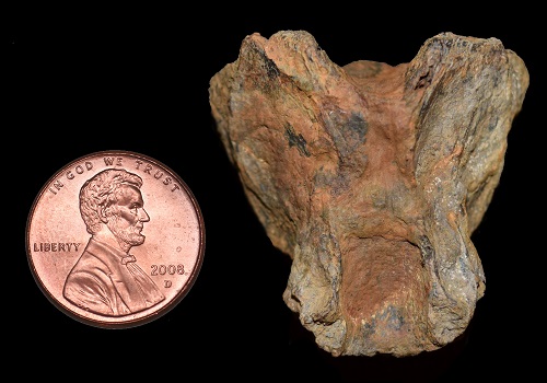 A Fossil